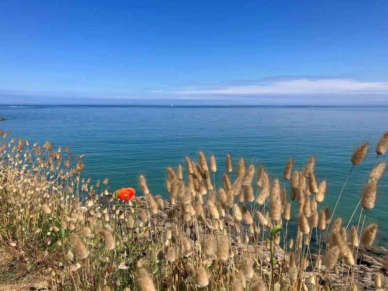 Dinard coquelicot