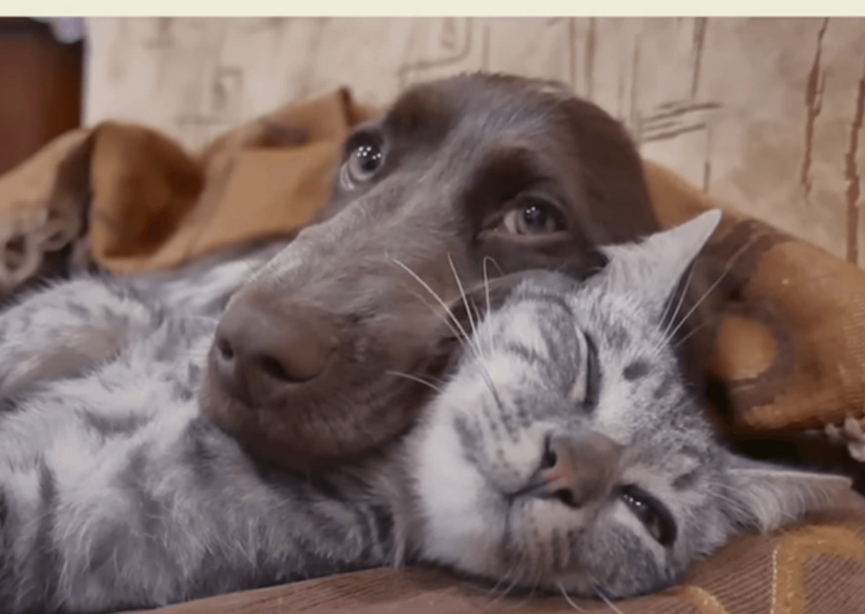 Les chiens sont-ils plus intelligents que les chats?