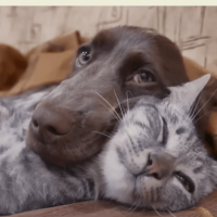 Les chiens sont-ils plus intelligents que les chats?