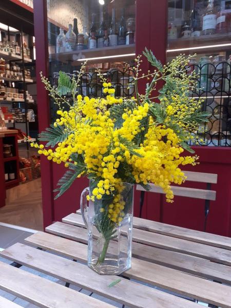 Mimose in Saint-Malo